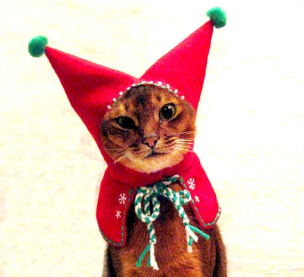 Santa Myaus : 크리스마스 의상을 입은 축제 고양이
