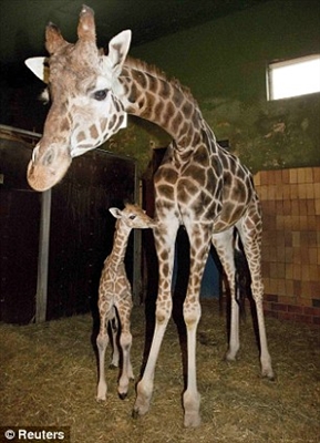 Une autre girafe danoise, Marius, est menacée de mort.