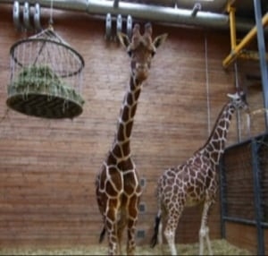 En annan dansk giraff Marius hotas med döden.