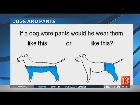 Internetis, väites, kuidas koerad püksid kannavad
