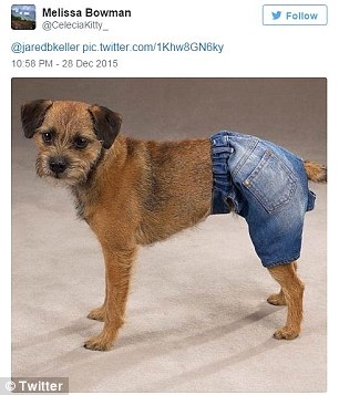 Di Internet, berdebat tentang bagaimana anjing memakai celana