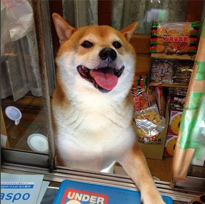 Penjual anjing Jepang Shiba-chan