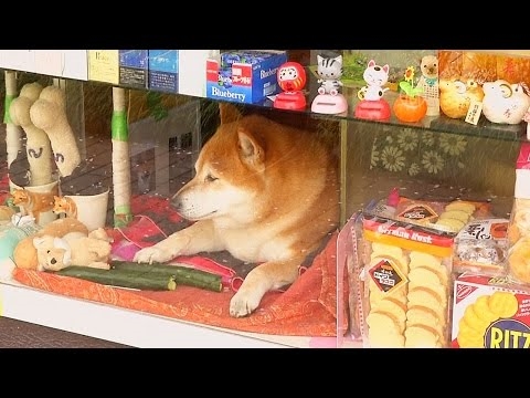 Японська собака-продавець Сіба-тян
