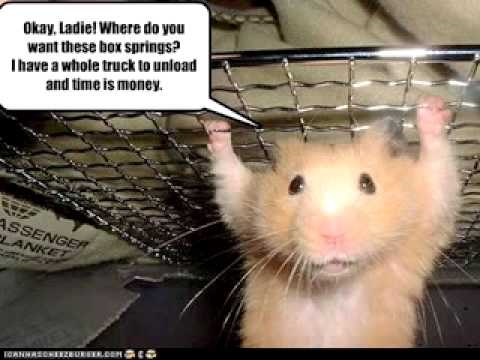 Hamstereita parodiassa "Erittäin outoja asioita"