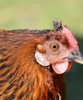 Mila Kunis wordt aangeklaagd voor het stelen van een kip