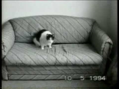 דיסקו של חתול מוזר משנות השבעים