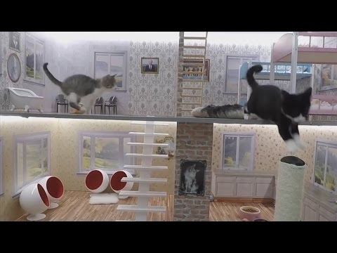 Programa de televisión de Islandia sobre gatitos "Mantenerse al día con los kattarshianos"