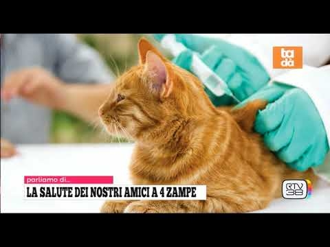Programma televisivo islandese sui gattini "Tenersi al passo con i Kattarshi"