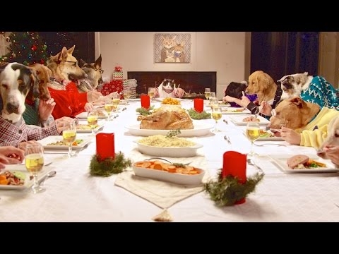สุนัข 13 ตัวและแมวฉลองคริสต์มาสที่โต๊ะเดียวกัน