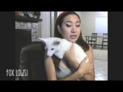 To whom to subscribe: The Rylai snow-white fox Instagram