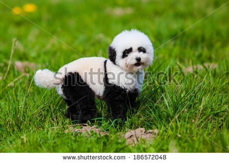 Fotograf pictat catelus in panda pentru poze cu turisti