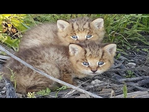 Päeva video: omanik üritab kümne kassipoega kaamera ette paigutada
