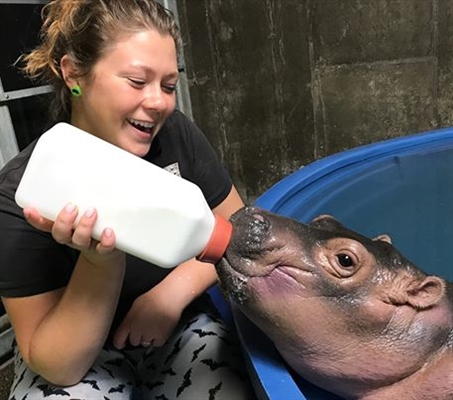 Hippo Fiona washes and drinks water in the shower
