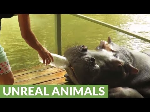 Hippo Fiona wast en drinkt water onder de douche