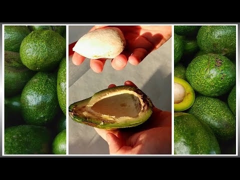 Udkom frøfri avocado