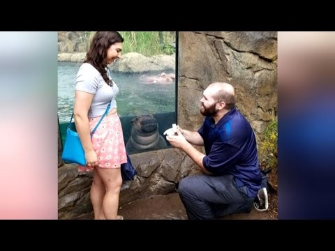 Hippo Fiona blessed the engagement of an American couple