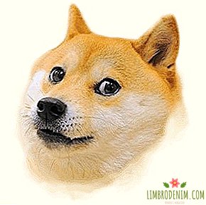 Doge Meme Dog on muutunud sünoptiliseks