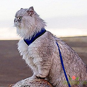 Til hvem du skal abonnere på Instagram: Cat traveler Gandalf