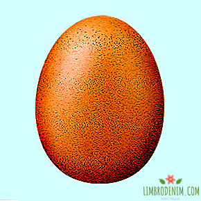 Fotografia kuracieho vajca sa stala najobľúbenejšou poštou Instagram.