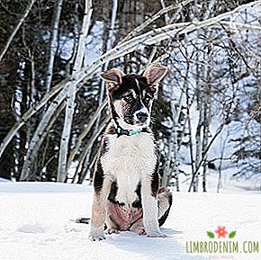 Berlangganan Instagram: Anak Anjing dari Sochi Jake dan Mishka