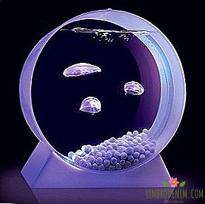 Acuario de sobremesa con medusas medusas.