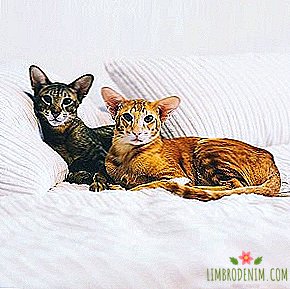 Komu sa chcete prihlásiť: Instagram kots-orientalov kingsofmeow