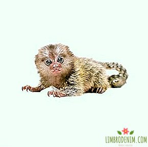 Un marmoset este periat cu o periuță de dinți și îi place.
