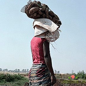 "Địa hình": Lao động không hoàn hảo của nông dân châu Phi