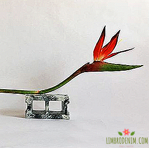 Kepada siapa berlangganan: Ikebana abstrak dari cara improvisasi