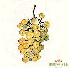 Kome se treba pretplatiti: Arhivski akvareli voća i bobičastog voća