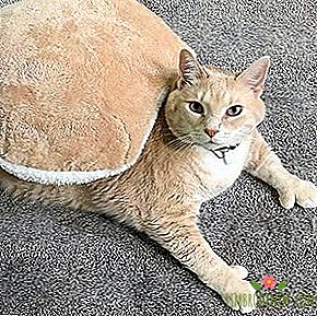 Komu se přihlásit: Velká kočka Bronson, podpora zdravého životního stylu