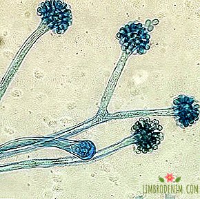 Til hvem du skal abonnere: Instagram om svampe under et mikroskop