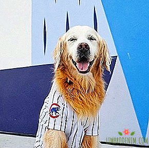 Kepada siapa berlangganan: Instagram tentang anjing di latar belakang seni jalanan