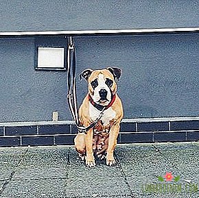 登録する相手について：飼い主を待っている犬に関するInstagram