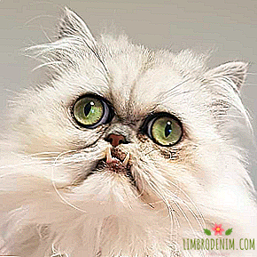 Komu se naročite: Wilfred Cat, katerega pogled je nemogoče pozabiti