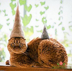 Kime abone olunur: Kendi yünden yapılan şapkalardaki kediler