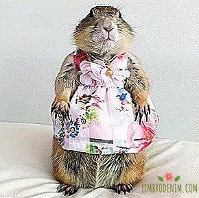 To whom to subscribe: Prairie dog in luxurious dresses
