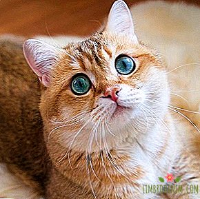На кого да се абонирате: Много кръгла котка Хосико