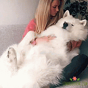 To whom to subscribe: Huge Samoyed Silver and his mistress