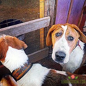 구독 대상 : 장애가있는 개를위한 재활
