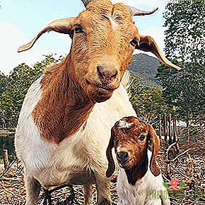 Qui souscrire: Bonne famille de chèvres