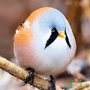 किससे सब्सक्राइब करें: गोल जानवरों और पक्षियों के बारे में ट्विटर