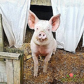 구독 대상 : Chitty의 감동적인 돼지