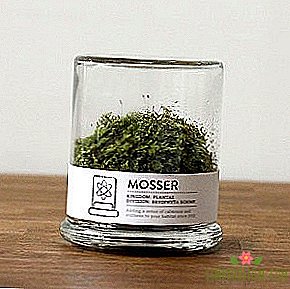 Tabletop terrarium med dekorativt moss