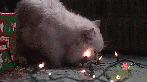 Pertarungan yang tidak setara: Kucing melawan pohon Tahun Baru