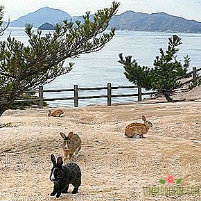 Kettujen kylästä sikojen rannalle: Paikkoja, joissa eläimet siepattiin