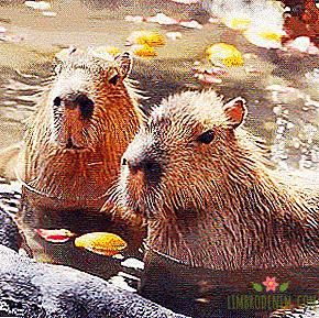 Pihenjen a szem és a lélek számára: Gif-TV a capybaras izgalmas életéről
