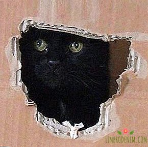 Till vem att prenumerera på Twitter: Melankolsk katt "My Sad Cat"