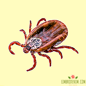 Question to the expert: How are ticks dangerous and how to protect against them