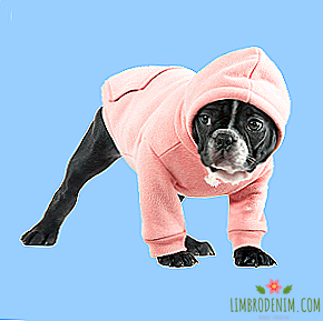 Câu hỏi cho chuyên gia: Chó có cần quần áo vào mùa đông không